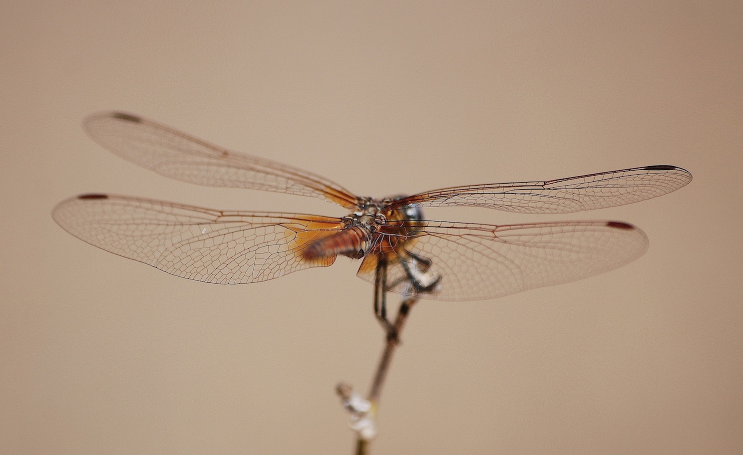 ID libellula